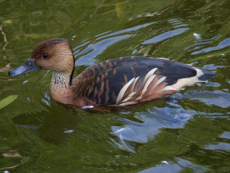 A fulvous whistling duck swimming atop water. 