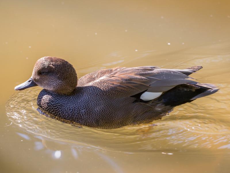 A gadwall swimming atop water.
