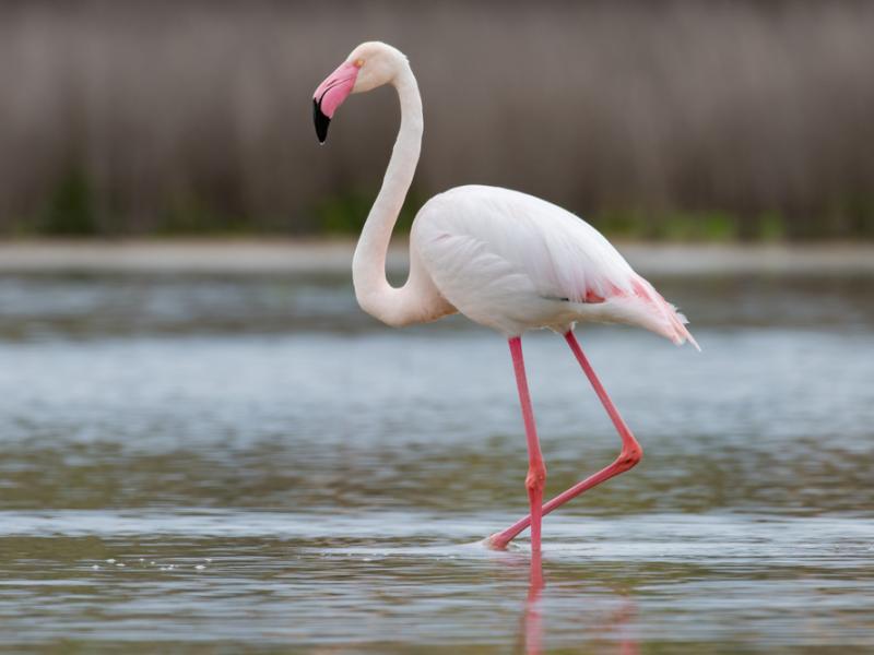 A greater flamingo standing in water.