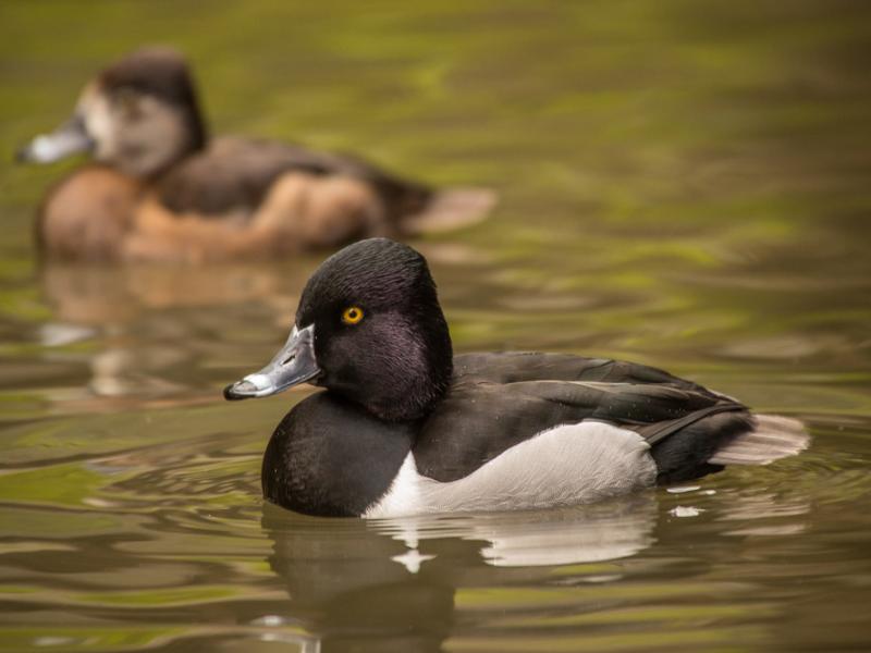 A ring-necked duck swimming atop water with another duck in the background.