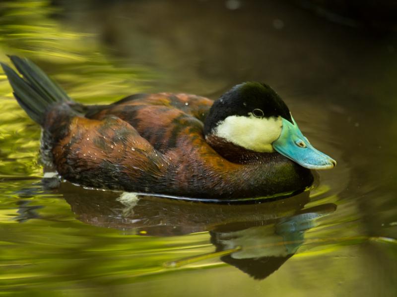 A ruddy duck swimming atop water.