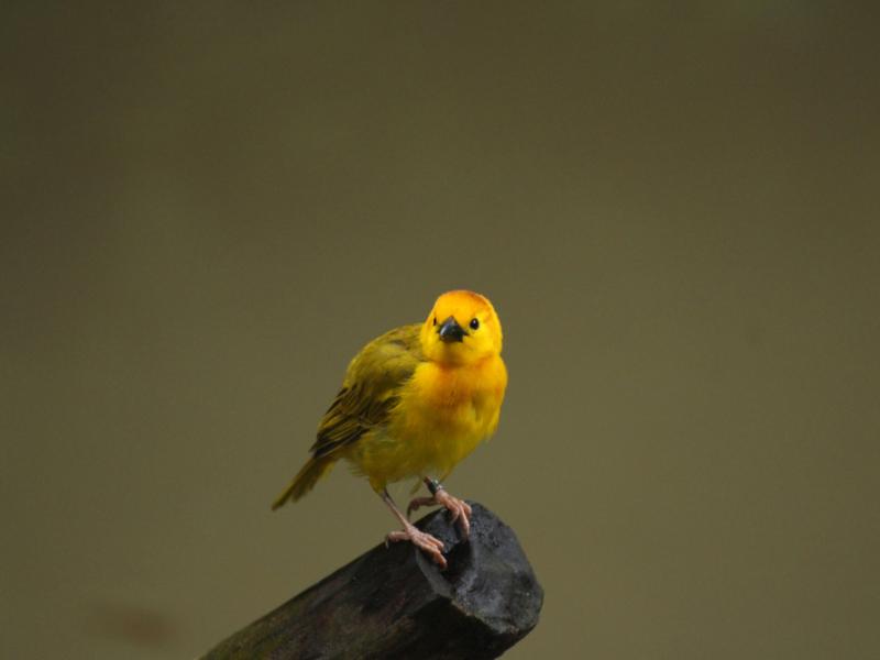 A Taveta golden weaver perched on the end of tree branch.