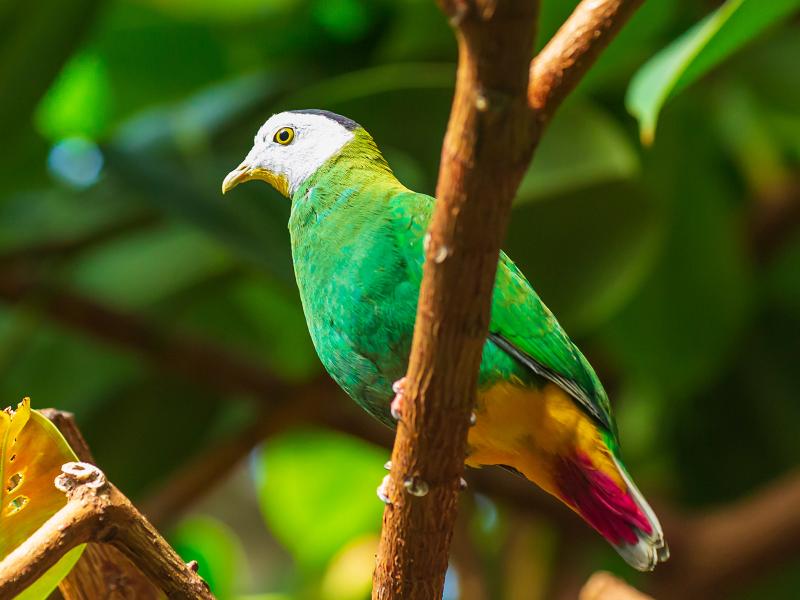 A black-naped fruit dove perched on a tree limb.