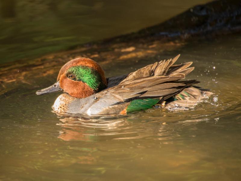 A green-winged teal swimming atop water.