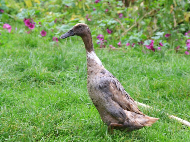An Indian runner duck standing on grass near flowers.