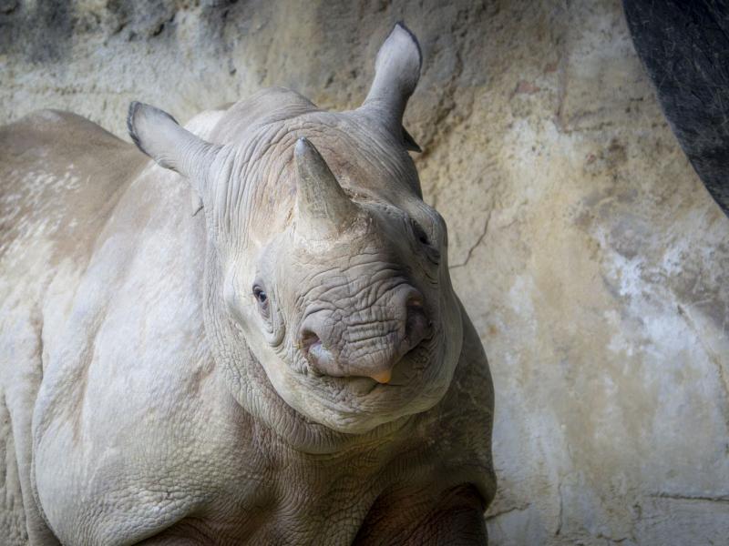 Rhinoceros Tamu looks at the camera 