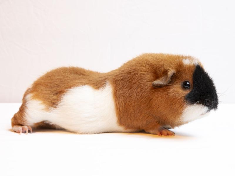 A Guinea pig lying on the ground.