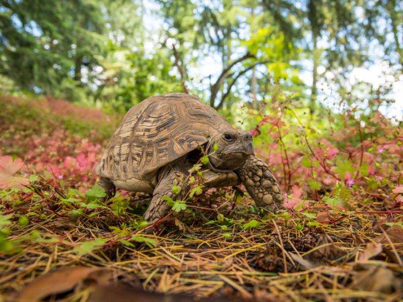 A leopard tortoise walking on the forest floor.