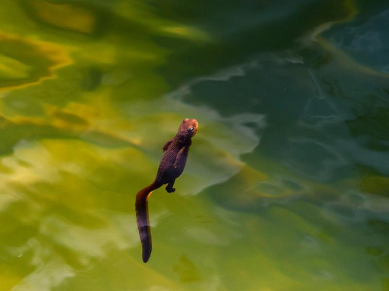 A roughskin newt floating in water.