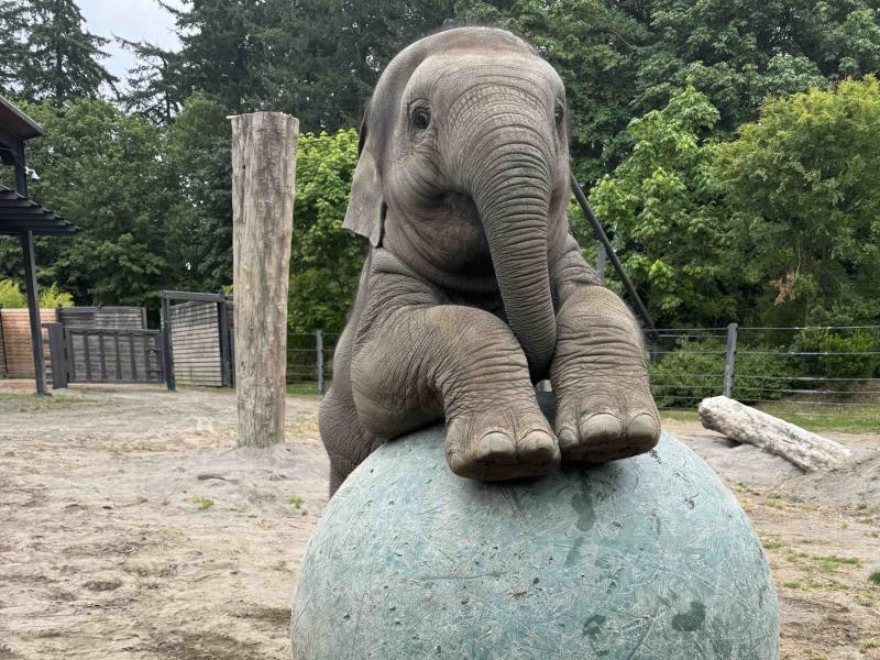 Elephant calf on a big ball 