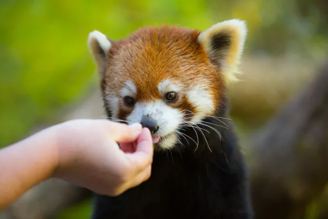 Red panda Mei Mei eating. 