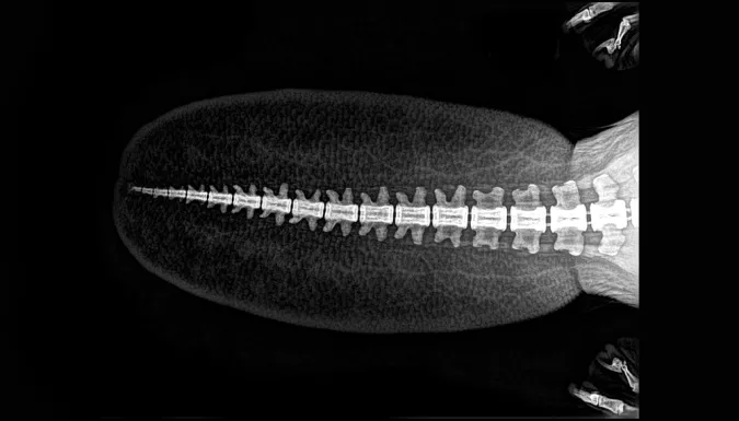 X-ray of a beaver tail at the Veterinary Medical Center at the Oregon Zoo.