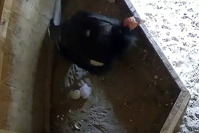 Condor chick and egg in nest box.