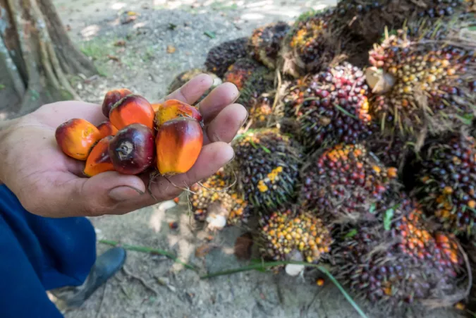 A close up image of a person's palm holding several palm fruits.