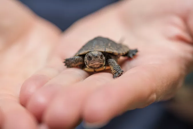 Baby western pond turtle held in the palm of a hand.