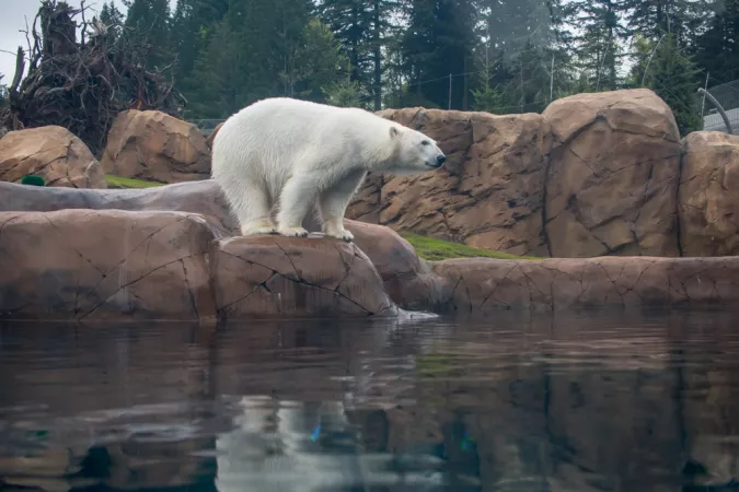 Polar bear Nora in Polar Passage habitat