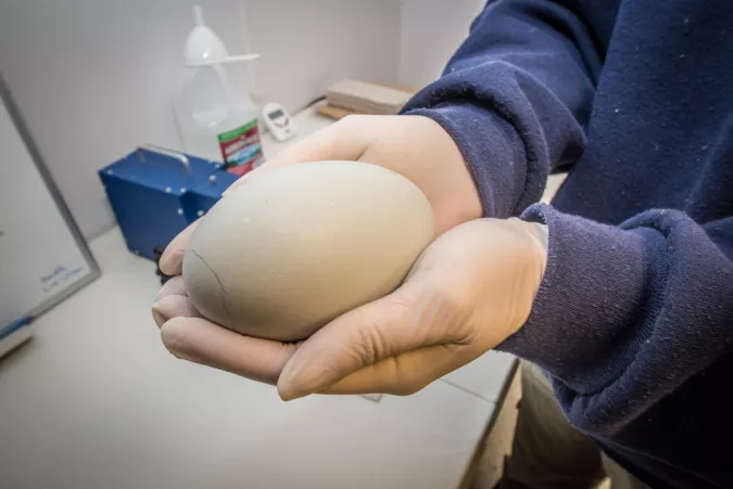 California condor egg