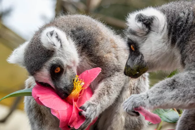 RIng-tailed lemurs with camellia enrichment