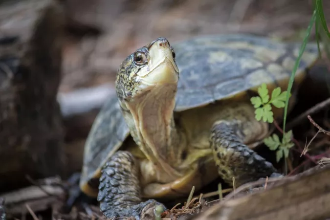 western pond turtle