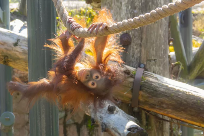 orangutan hanging upside down from rope