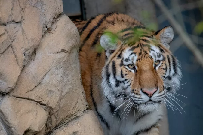 Tiger Dmitri pokes his head out around a wall