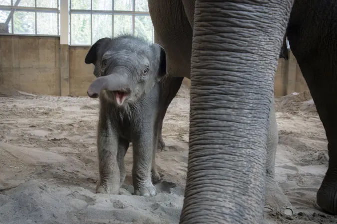 Elephant calf near mom's trunk