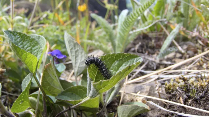 Oregon silverspot butterfly larvae on leaf in meadow