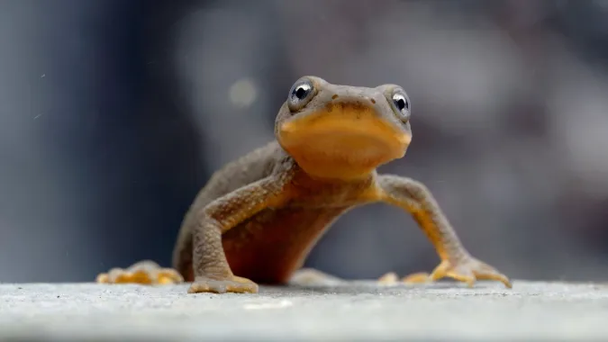 A Mazama newt standing on a surface.