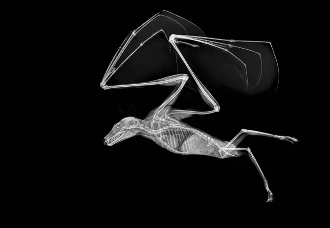 X-ray image of a bat