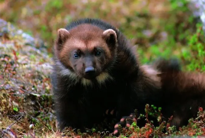 A wolverine sits next to a rock.