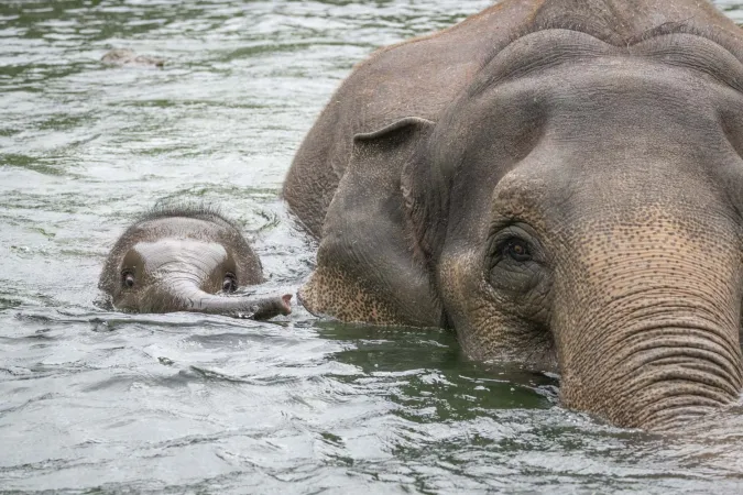 Elephant Tula-Tu goes for a swim with Rose-Tu. 