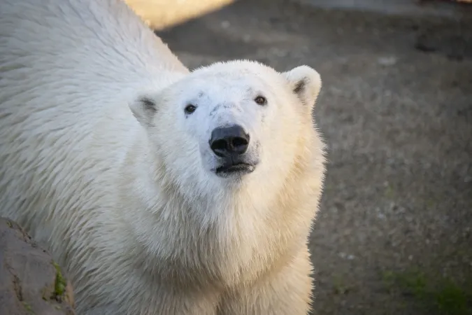 Polar bear Kallik looks at the camera