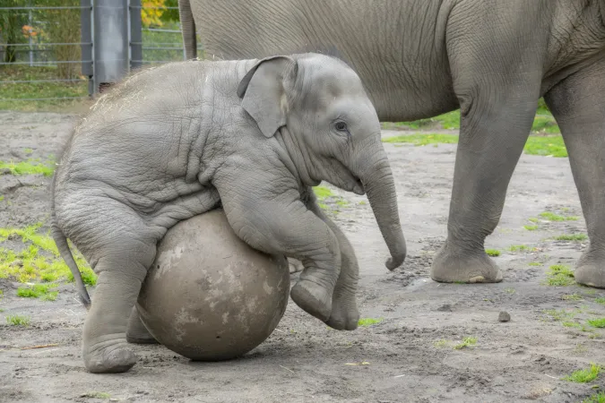 Elephant Tula-Tu plays with a ball outside.