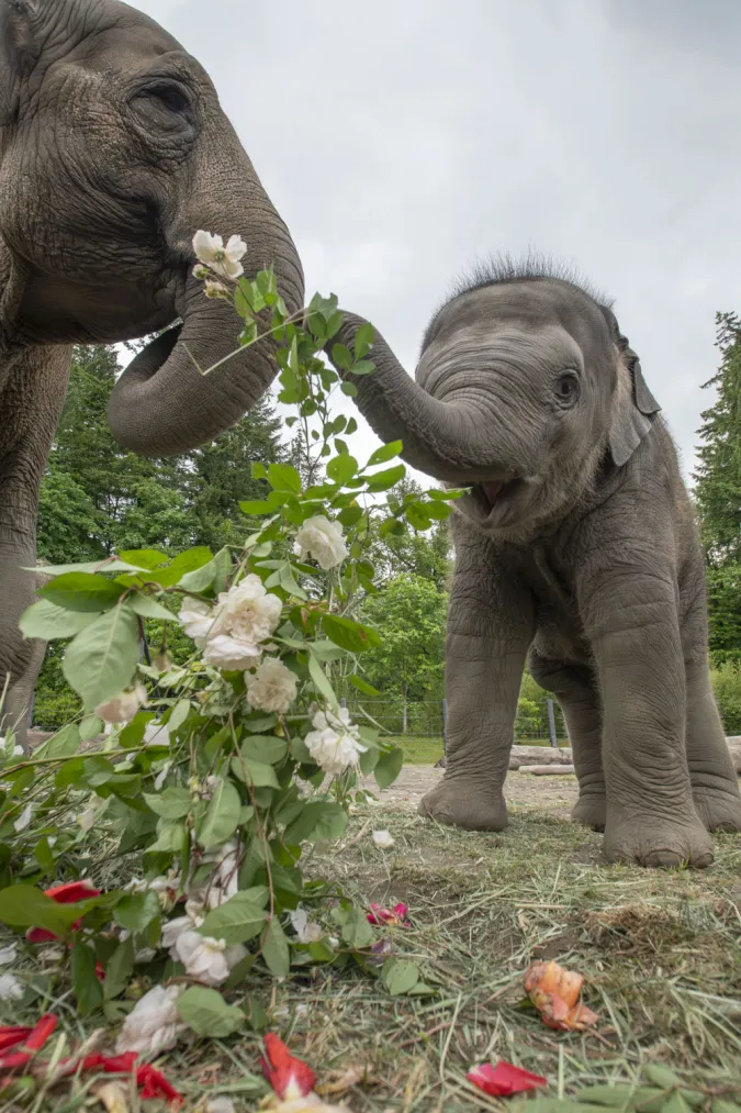Elephant Tula-Tu with a rose. 