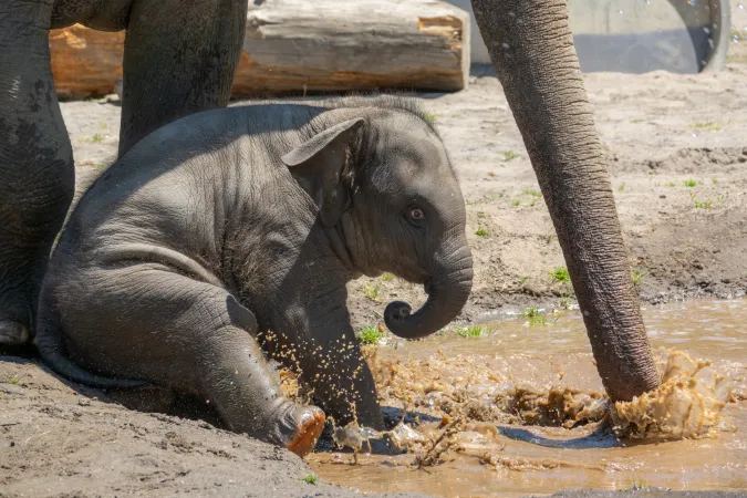 Elephant Tula-Tu plays in a mud puddle outside. 
