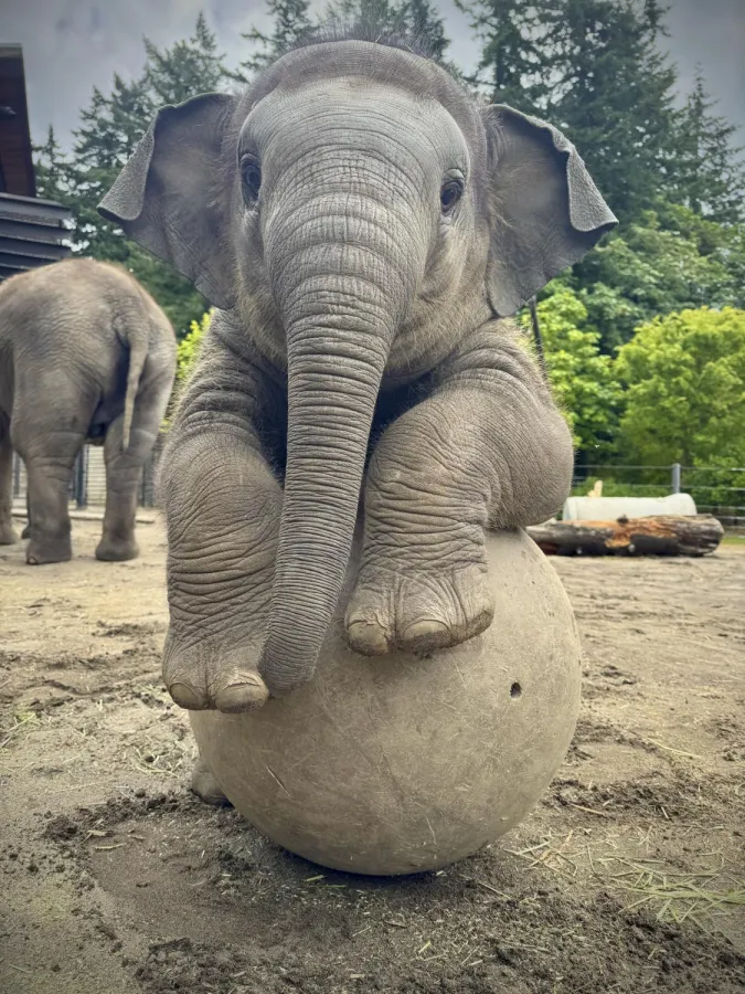 Elephant Tula-Tu plays with a ball outside. 