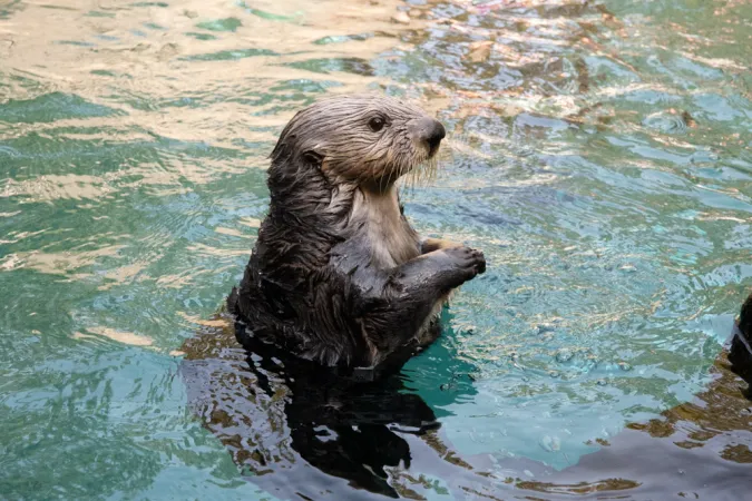 A sea otter standing in an aquatic habitat.