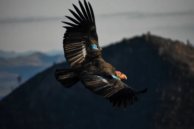 Condor 340 soars above Pinnacles National Park.