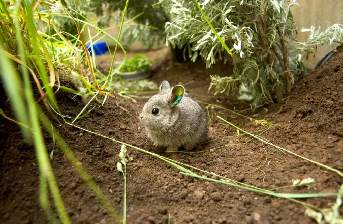 A baby Columbia Basin pygmy rabbit.