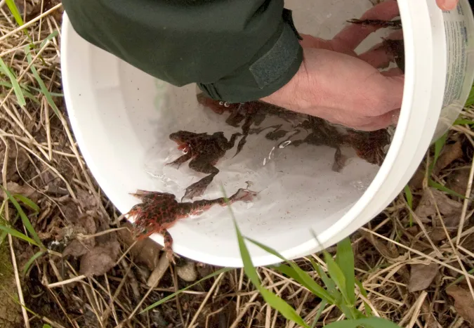 Oregon spotted frogs are released into the wetlands of Ft. Lewis, WA.