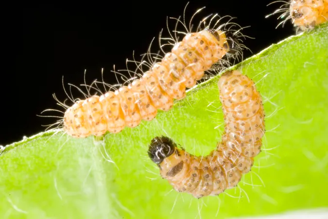Larvae of the Taylor's Checkerspot Butterfly in a lab at the Oregon Zoo.