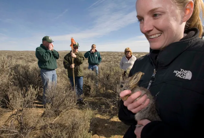 A Columbia Basin pygmy rabbit is released in Washington.