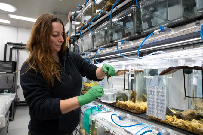 Keeper Kaley McClung holds a Mazama newt in the Newt Lab. 