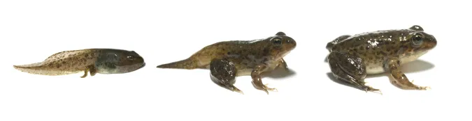 Three stages in the development of an Oregon Spotted Frog. (left to right) Developing Tadpole, Froglet, and Frog.