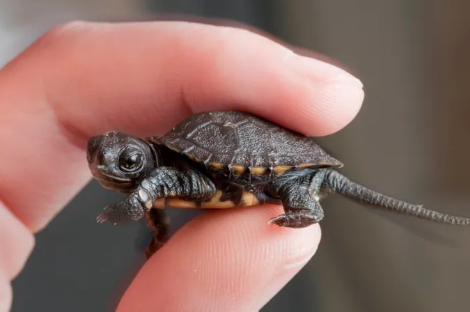 A newly hatched northwestern pond turtle.