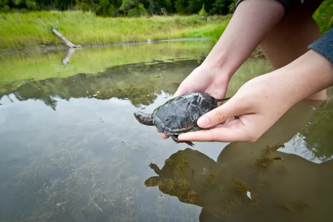 A northwestern pond turtle is released into wetland in the Columbia River Gorge.